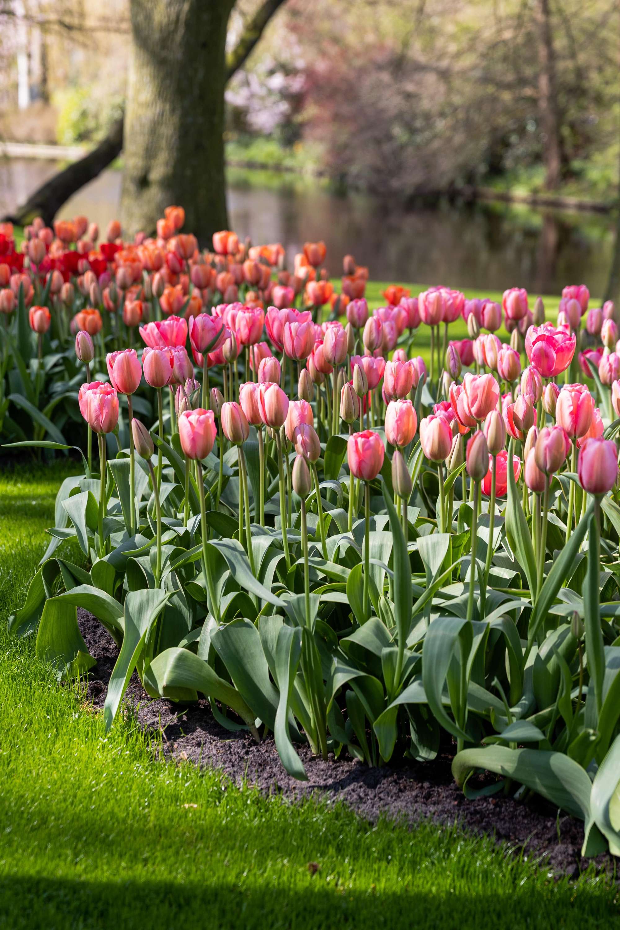 Tulpan 'Design Impression'